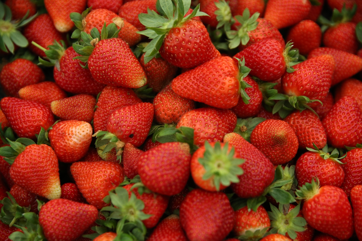 Devlet desteğiyle kurduğu serada çilek üreten kadın girişimci taleplere yetişemiyor