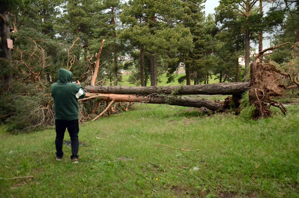 Kars'ta hortum ağaçları kökünden söktü