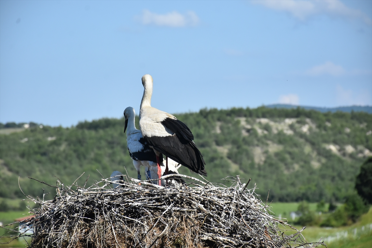 Sinop'ta leylek yavruları, sağlık kontrolünden geçirilip halkalandı
