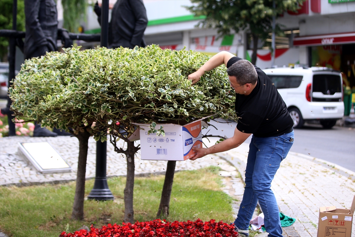 Kırklareli'nde süs bitkisine oğul veren arılar kutuya konularak uzaklaştırıldı