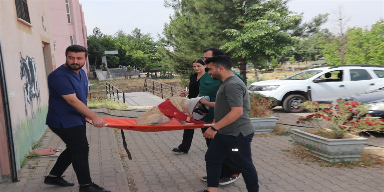 Diyarbakırlı öğretmen yol kenarında bulduğu köpeği tedavi ettirdi.