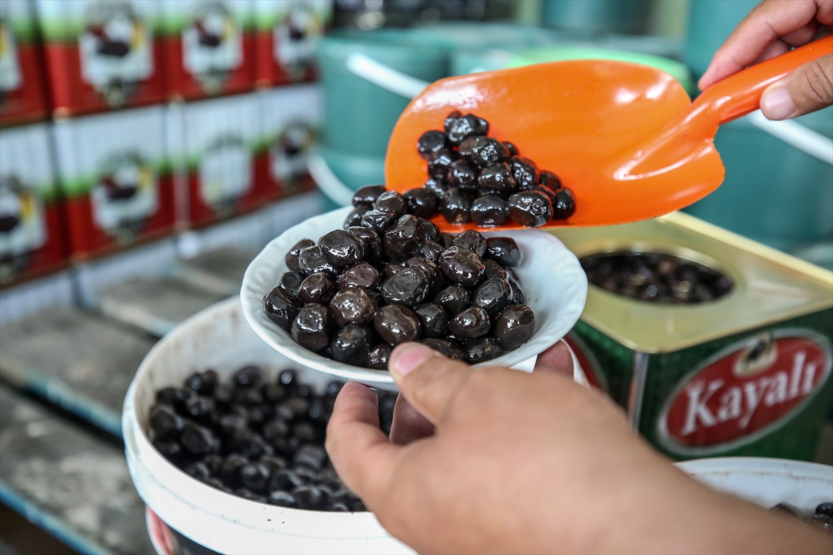 Gemlik zeytininin AB tescili uluslararası marka değerini artıracak
