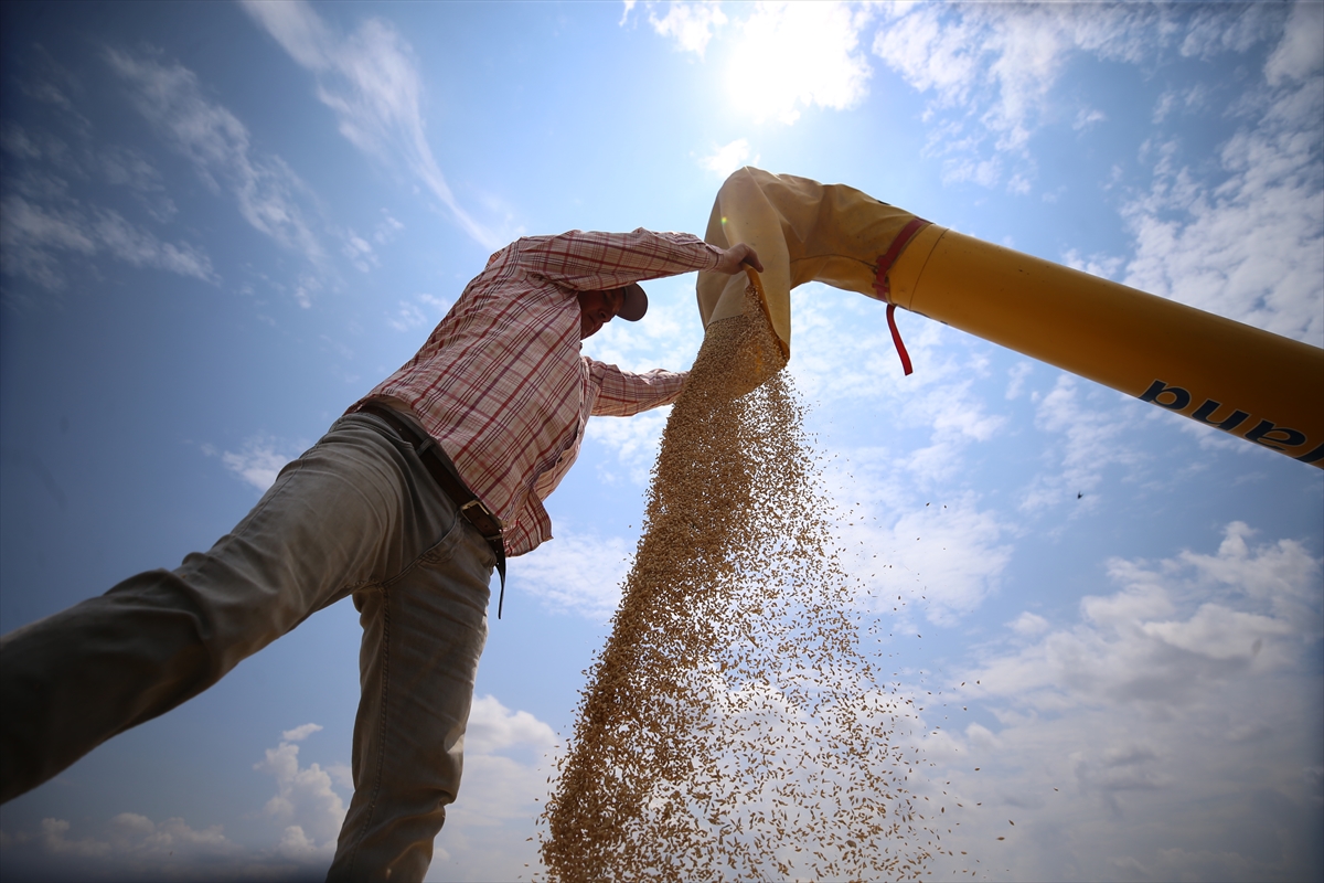 Trakya'da arpa hasadı başladı