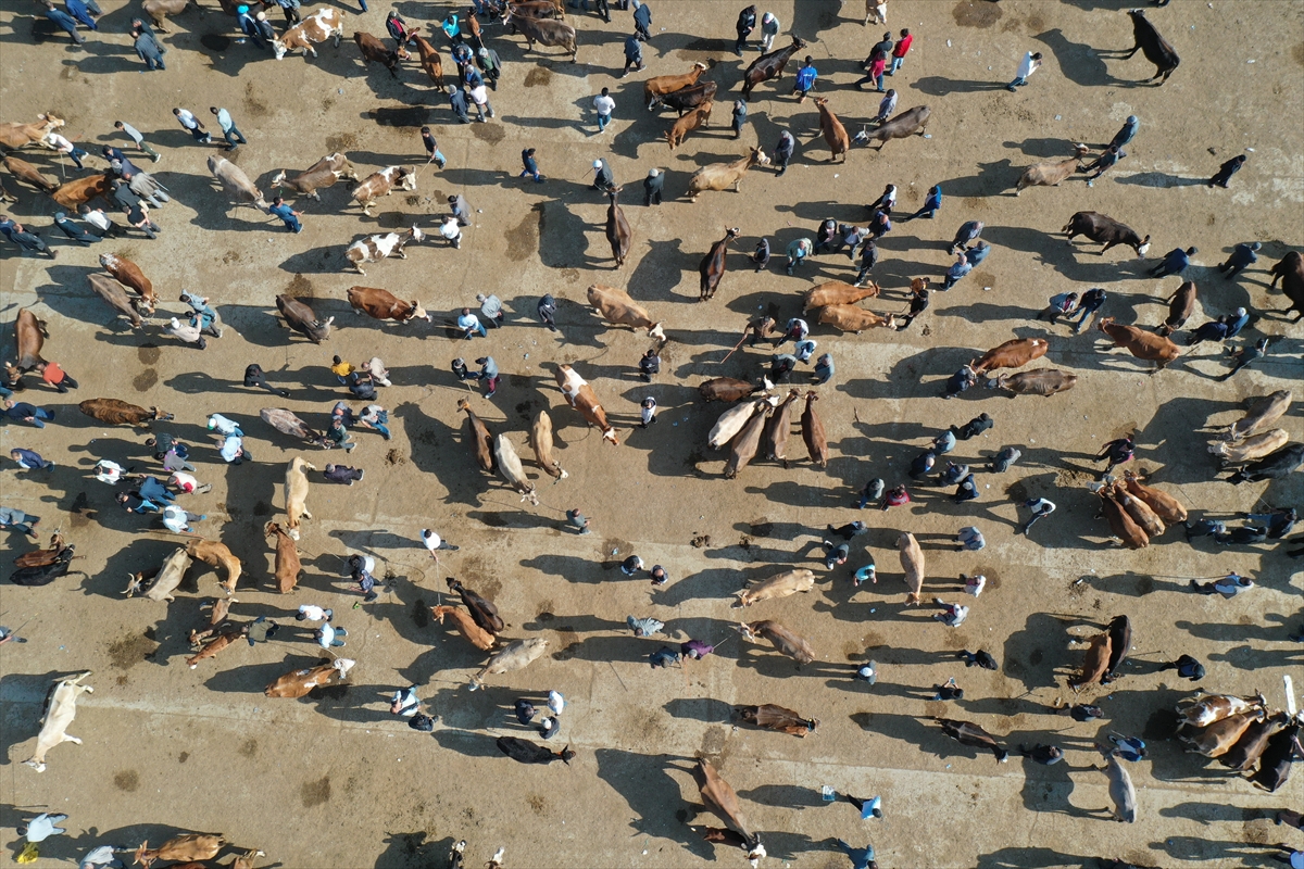 Ağrı'daki hayvan borsasında Kurban Bayramı hareketliliği yaşanıyor
