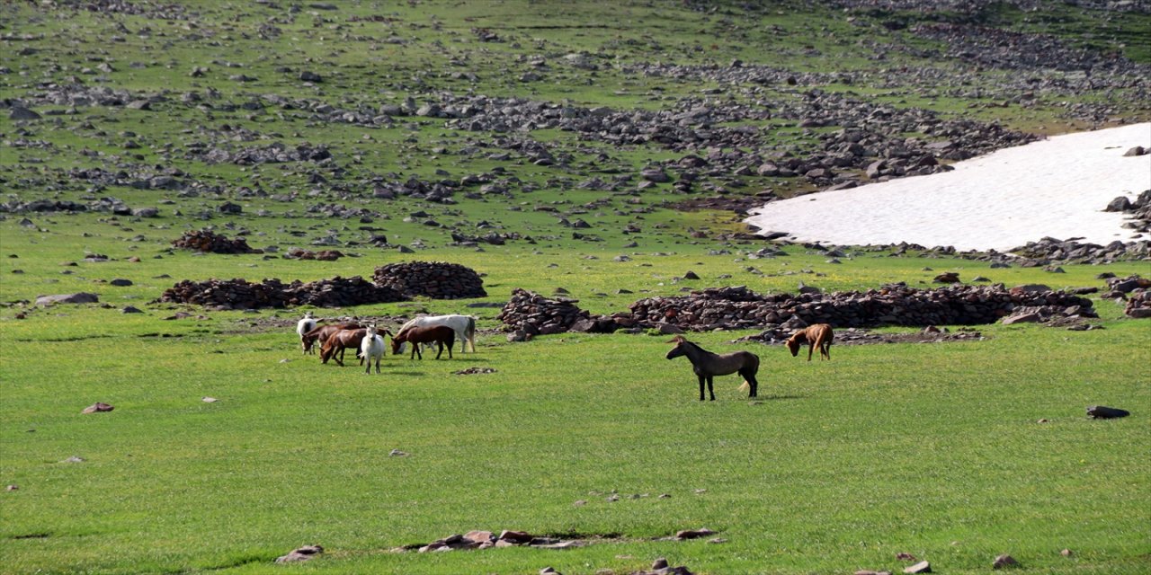 Aras Dağları yeşeren doğasıyla yılkı atlarına sahip çıkıyor.