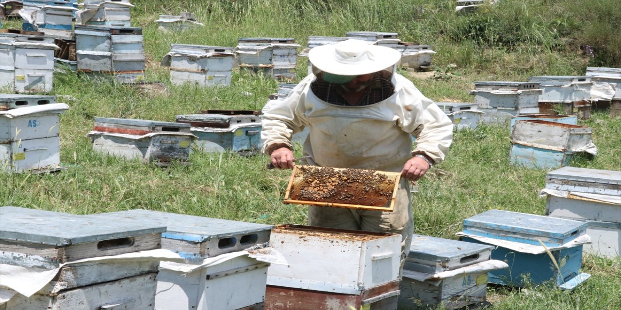 Yozgat'ta yağışlar bal verimini olumsuz şekilde etkiledi.