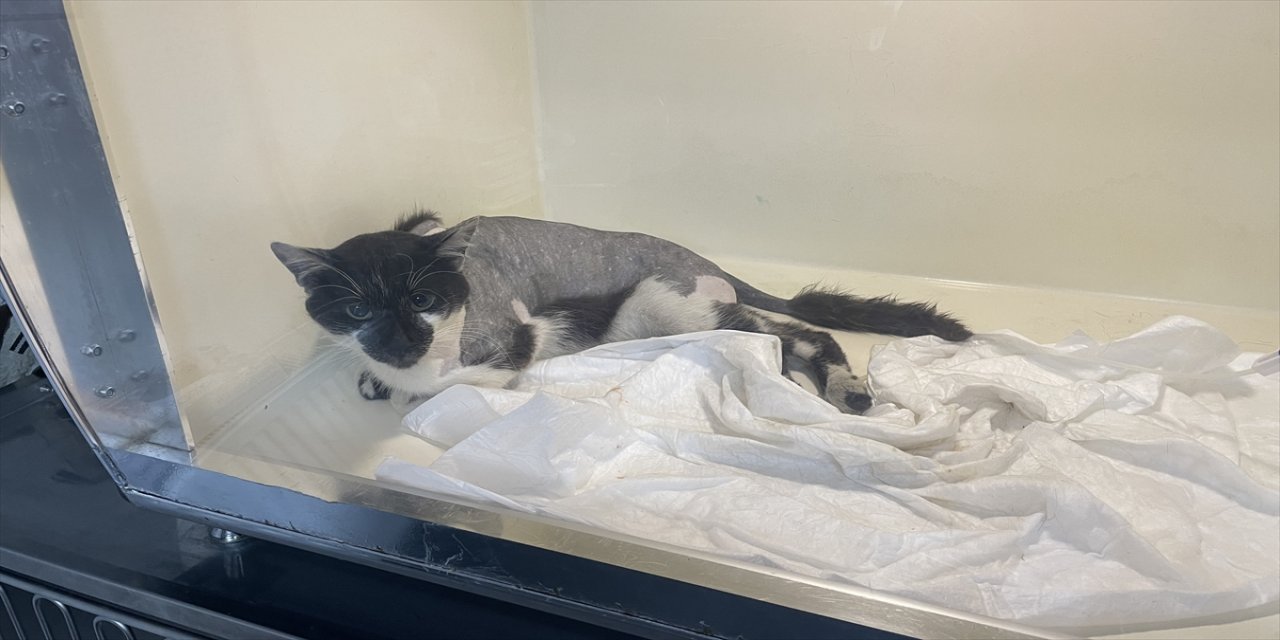 Zonguldak'ta gider borusunda bulunan kedinin omuriliğinden saçma çıkarıldı