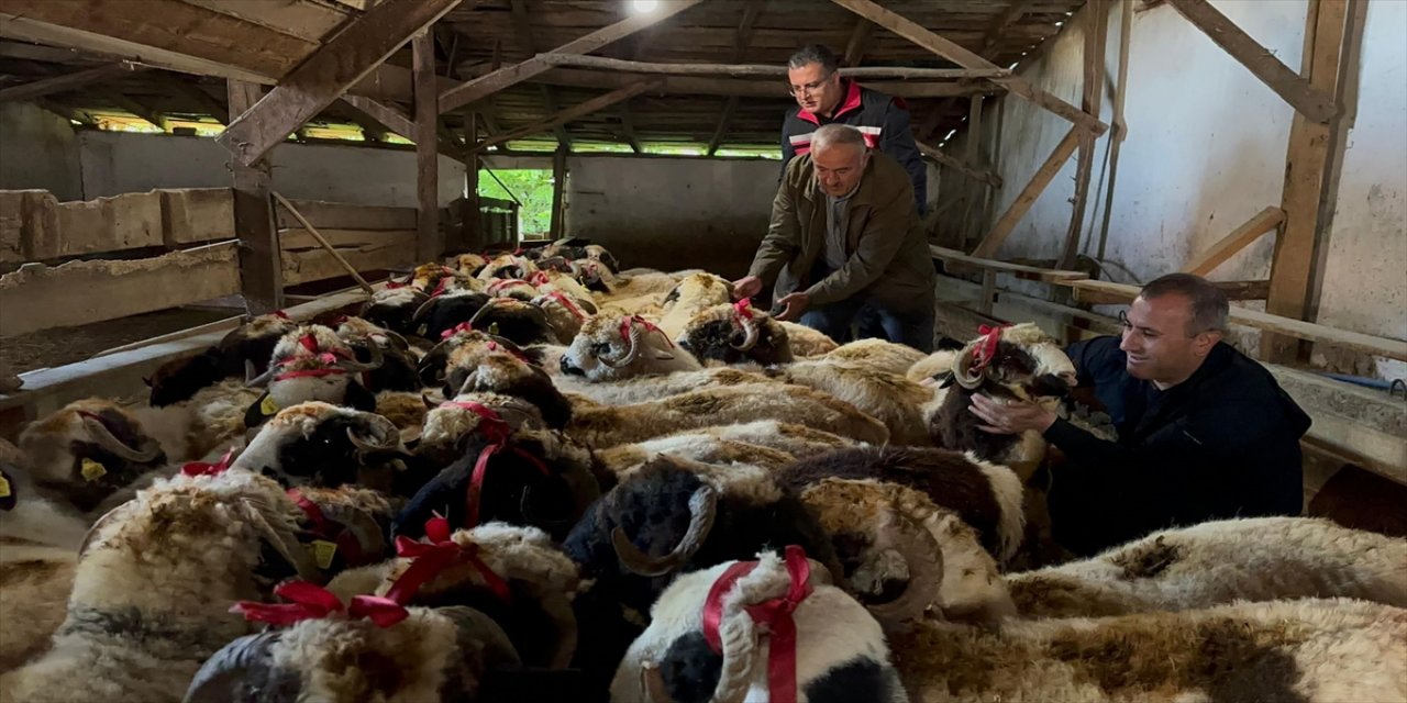Ordu'da hayırseverlerin aldığı koçlar, bayramda yetim ve öksüz çocukların yüzünü güldürecek