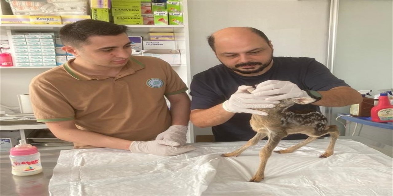 Artvin'de su kuyusunda mahsur kalan yavru karaca kurtarıldı.