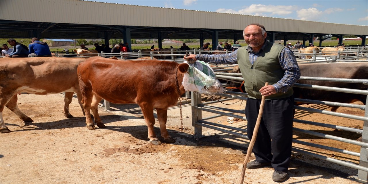 Kars'ta hayvan pazarlarında Kurban Bayramı hareketliliği artmaya devam ediyor.