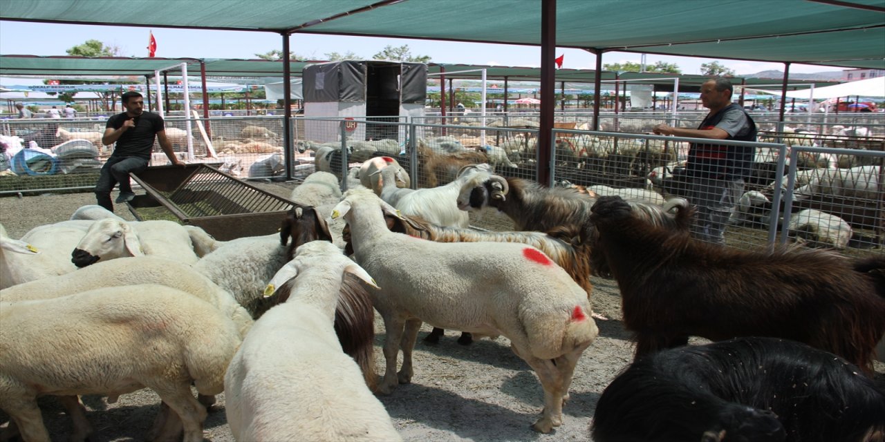 Kayseri ve Niğde'de kurbanlıklar için sıkı pazarlıklar yaşanıyor