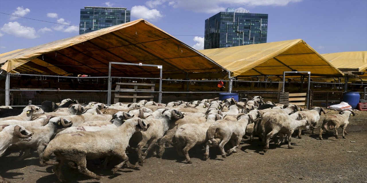 İstanbul'da arife günü kurban pazarında hareketlilik arttı.
