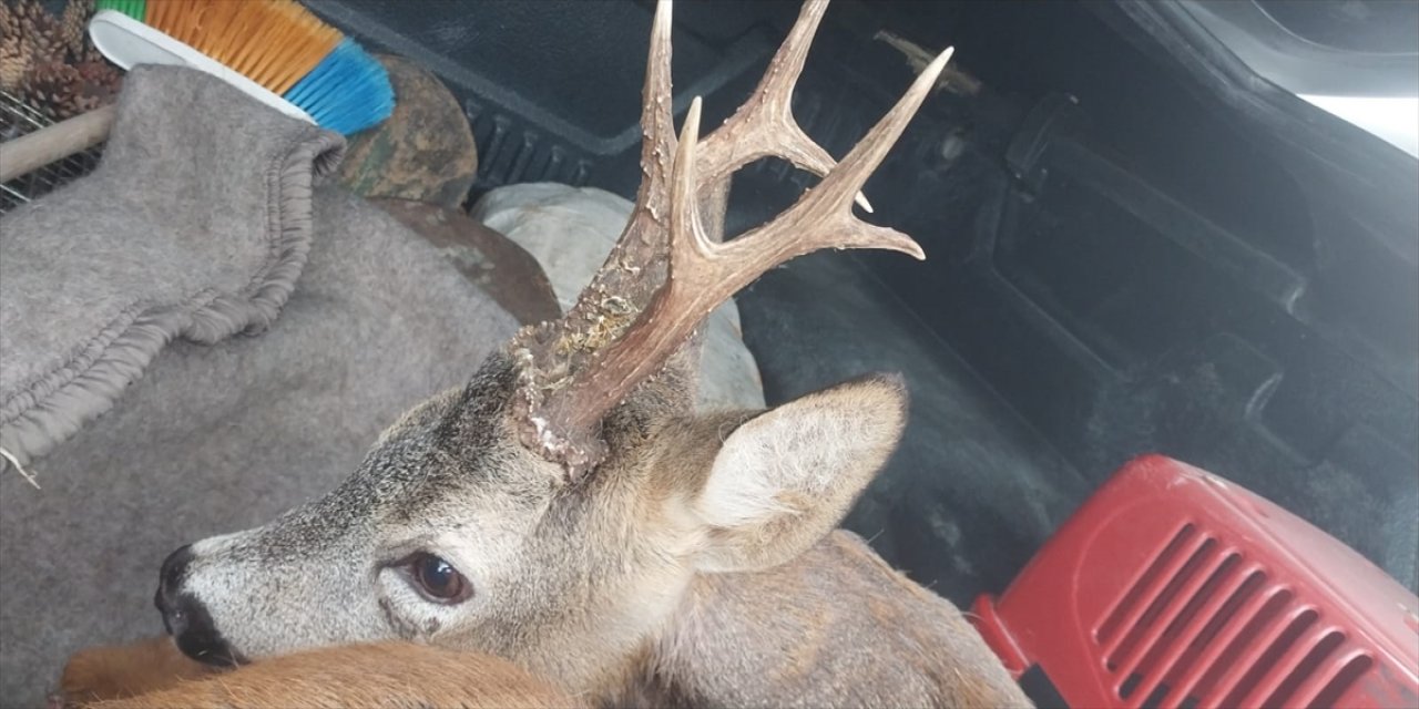 Sivas'ta yaralı karaca koruma altına alındı