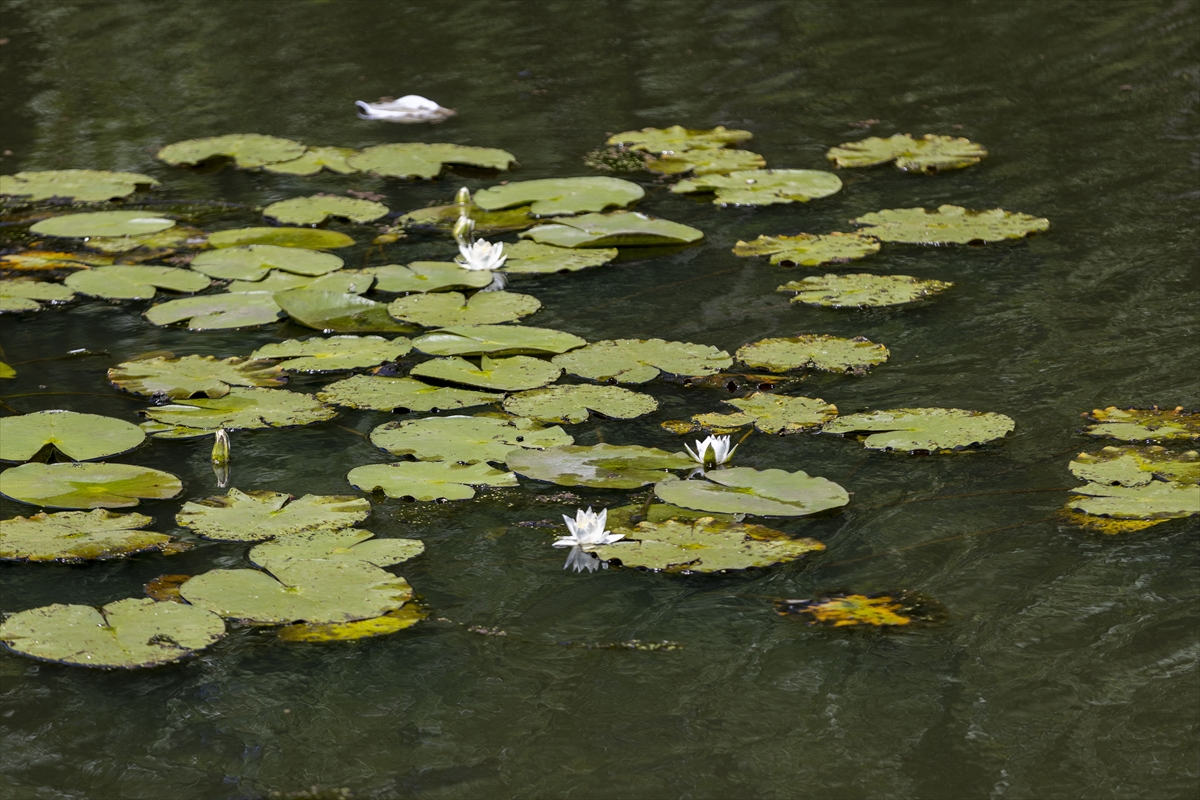 Nilüferlerin açtığı Acarlar Longozu misafirlerini ağırlıyor