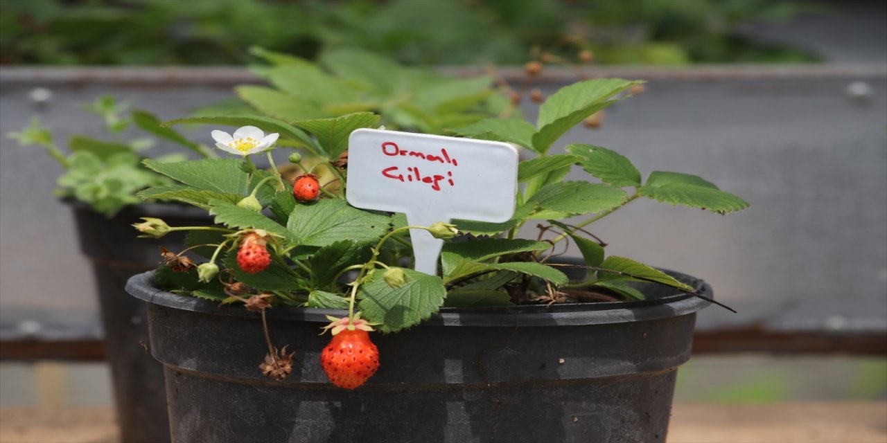Tekirdağ'da aroması ve kokusuyla dikkati çeken "Osmanlı çileği" üretildi.