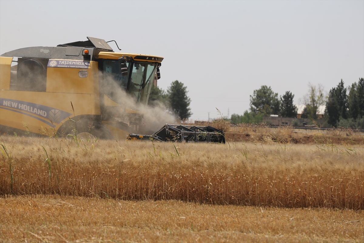 Sadece “Buğday da” değil