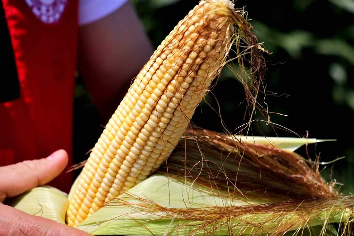 Osmaniye'de mısırda rekolte beklentisi 500 bin tonu aştı