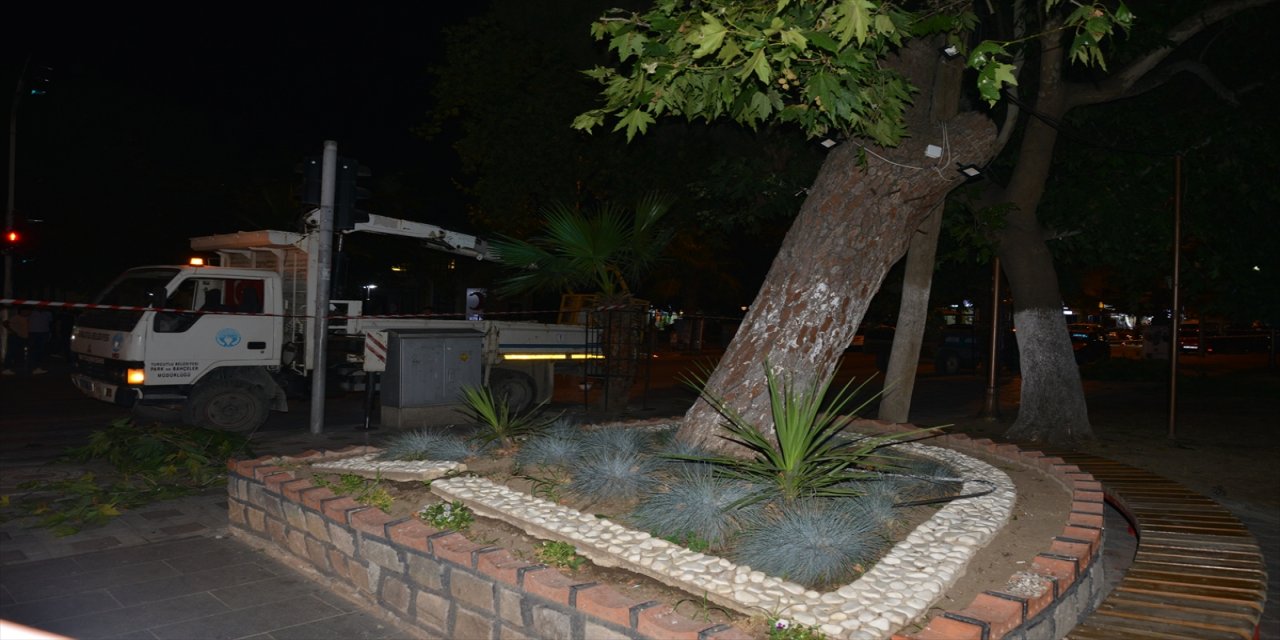 Manisa'da yan yatan 80 yıllık ağaç kesildi.