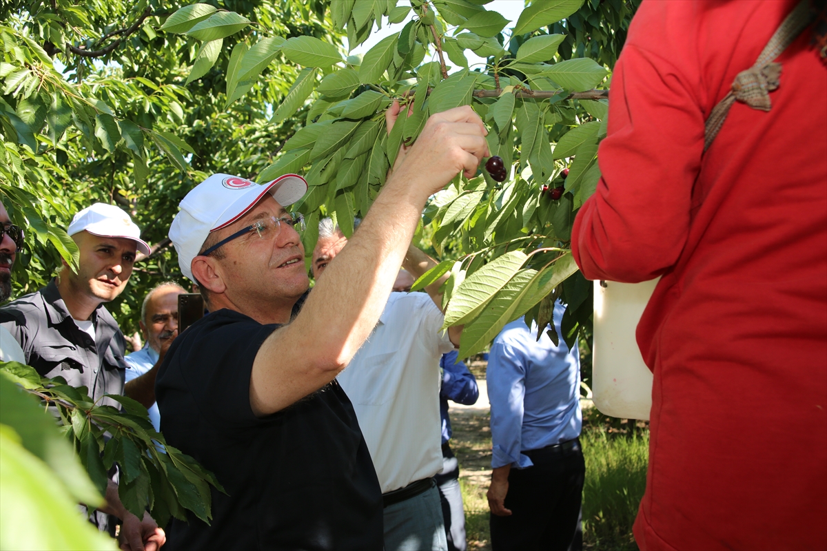 Yozgat'taki "Kabalı Meyve Bahçesi"nden kiraz ihracatı başladı