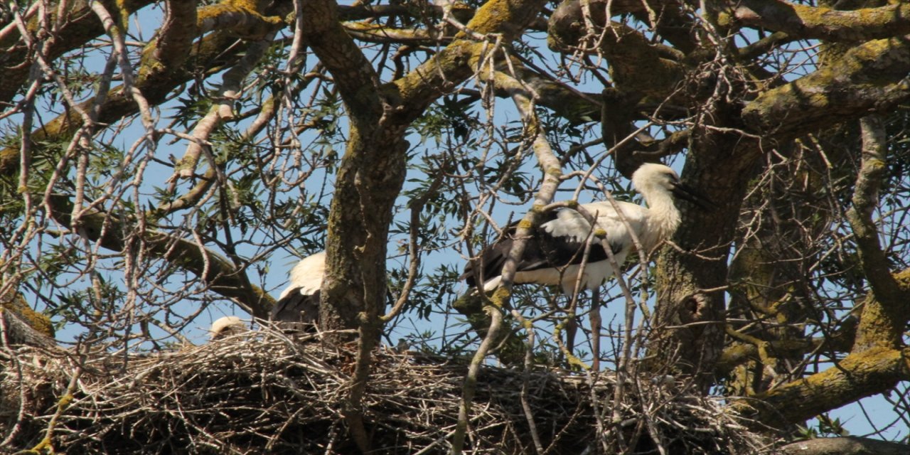 Kızılırmak Deltası Kuş Cenneti'ndeki leylekler yuvalarında.