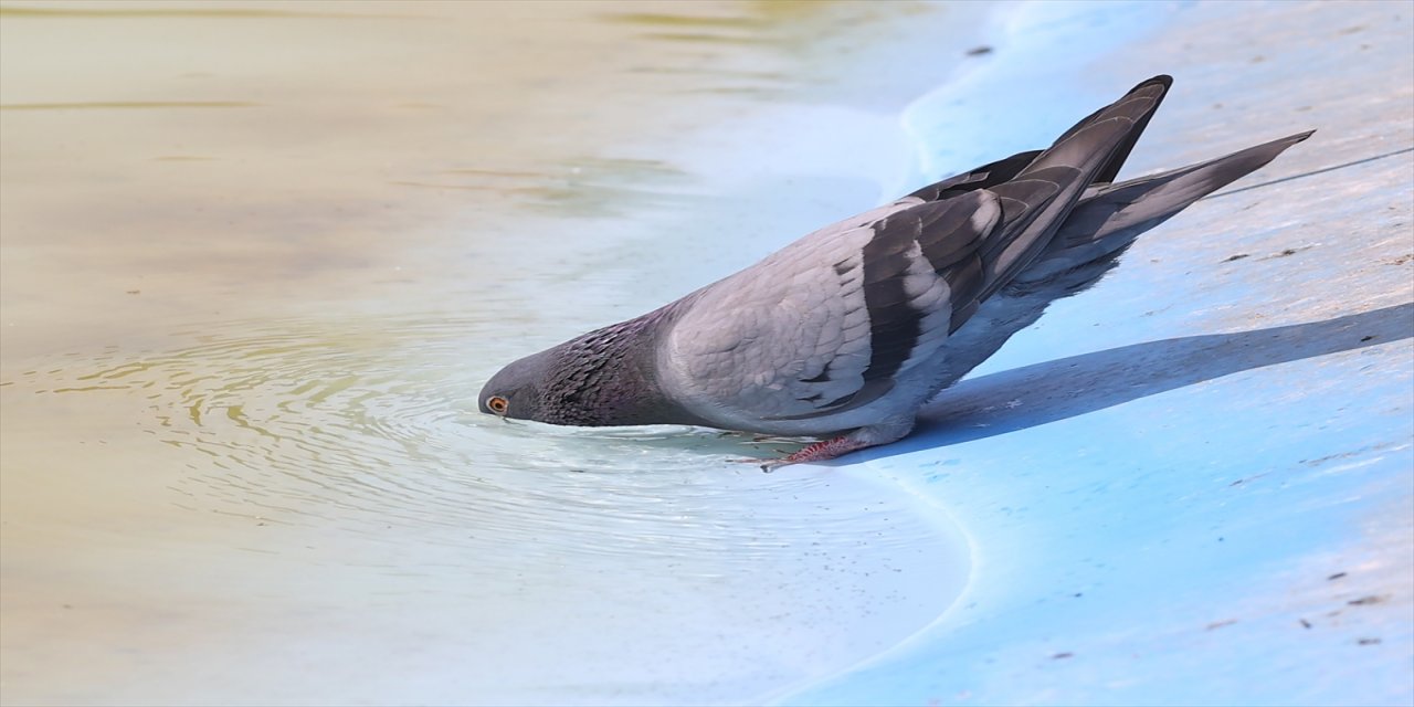 Edirne'de sıcak hava etkisini sürdürüyor.