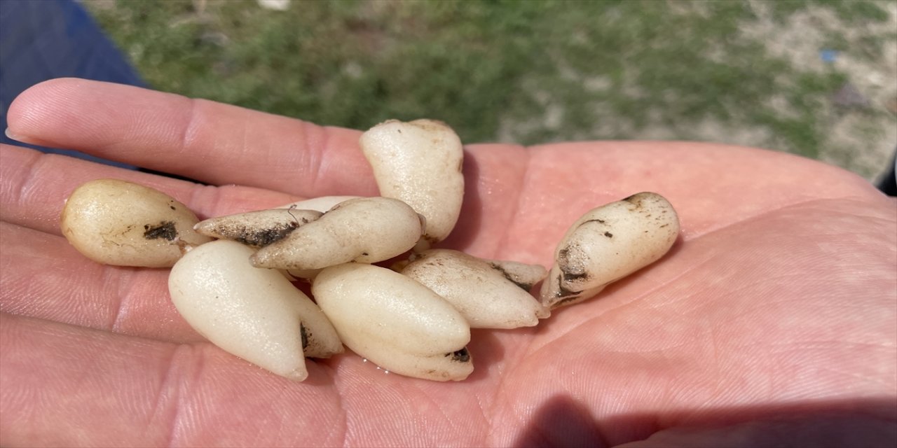 Bozok Üniversitesi Akdağmadeni'nde salep orkidelerinin türlerini tespit ediyor.