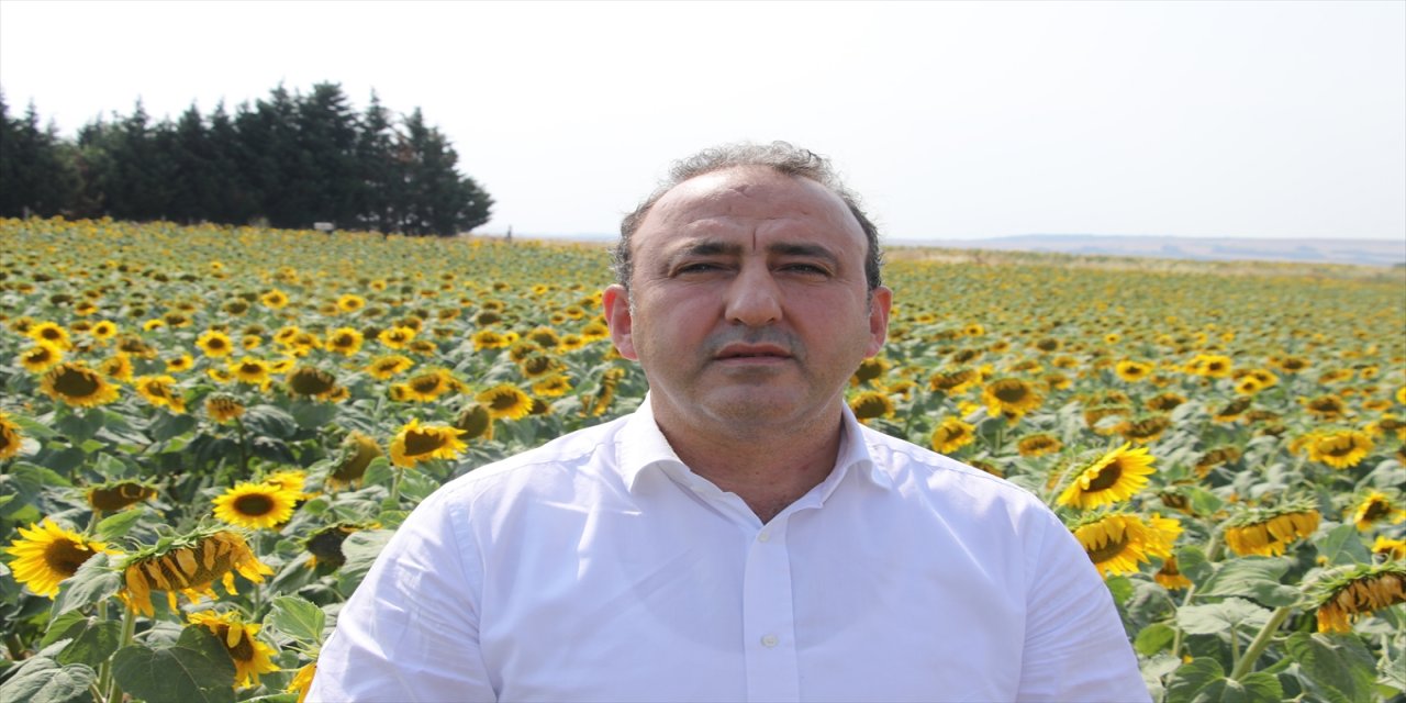 Trakya'da üretilen yerli hibrit ayçiçek tohumlarının kullanımı arttırılmak isteniyor.