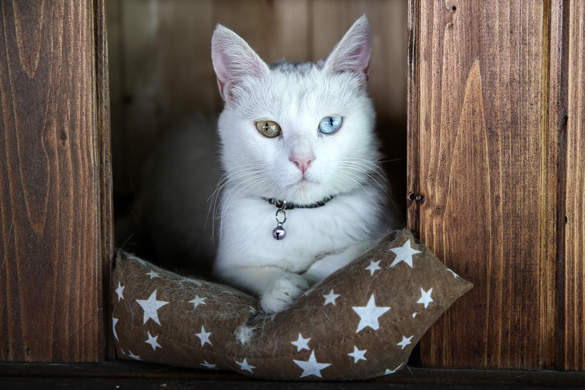 Kayseri'de "Kedi Kasabası"