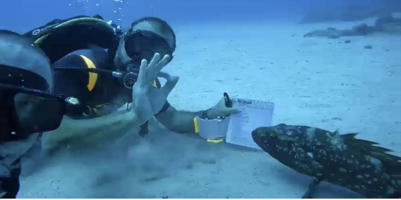 Antalya'da dalış eğitmeninin dersini orfoz balığının da izlemesi görüntülendi