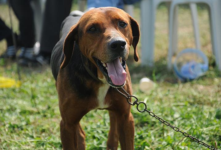 Yasaklı ırk köpeği belediyeye teslim edildi