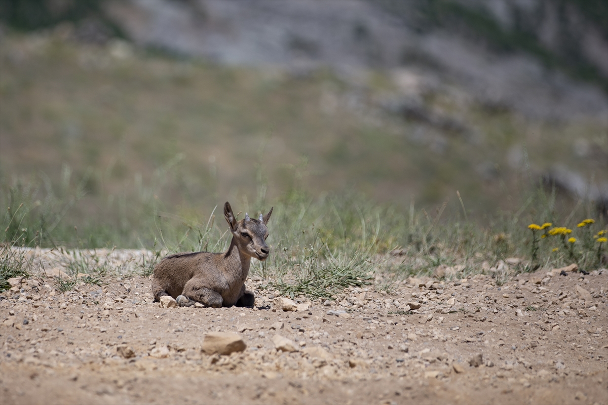 Kaçak avcılığa karşı korunan yaban keçileri Tunceli dağlarında güvenle yaşıyor