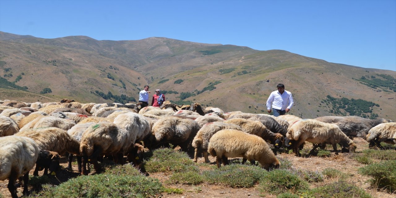 Muş'ta küçükbaş hayvan sütü yılda 500 milyon lira katkı sağlıyor.