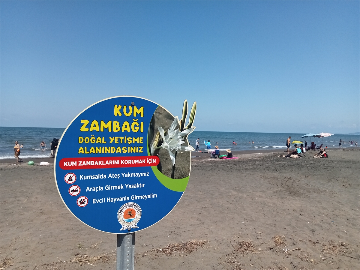 Samsun'da koruma altındaki kum zambakları çiçek açtı