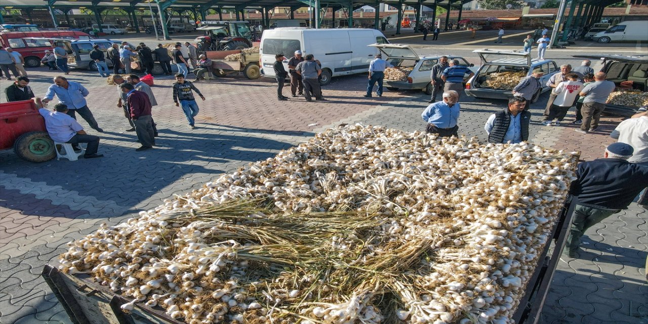 Taşköprü sarımsağı Kastamonu'da satılıyor.