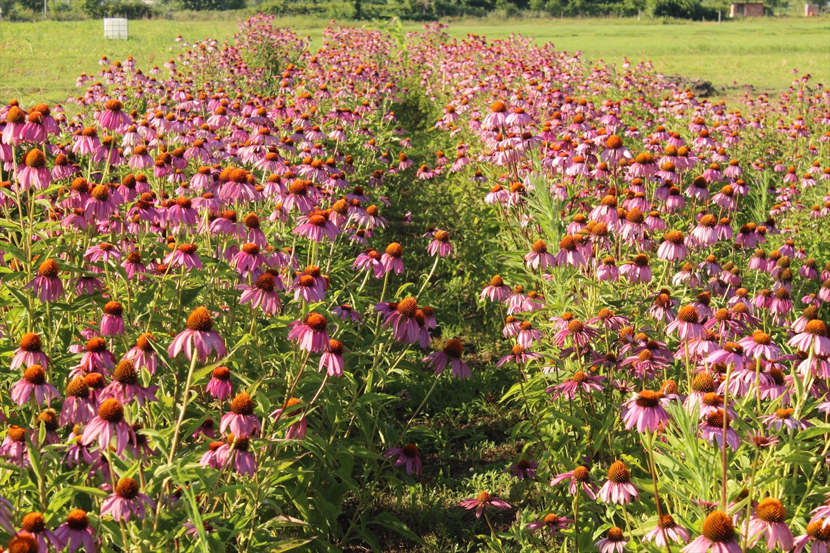 Samsun'da deneme amacıyla ekilen ekinezya çiçek açtı