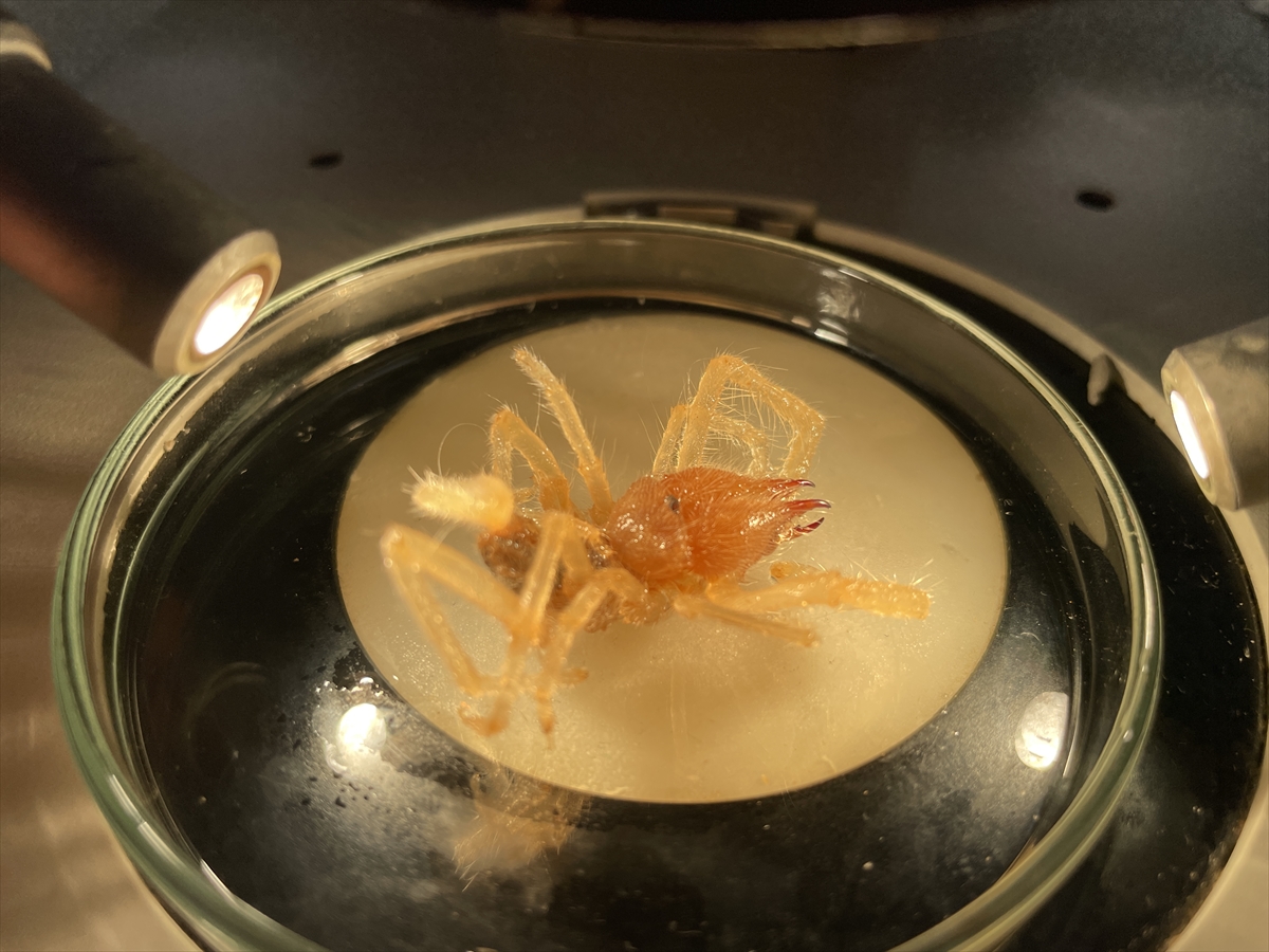 Prof. Dr. Hakan Demir'den örümceğe benzeyen "sarıkız" ısırığı uyarısı: