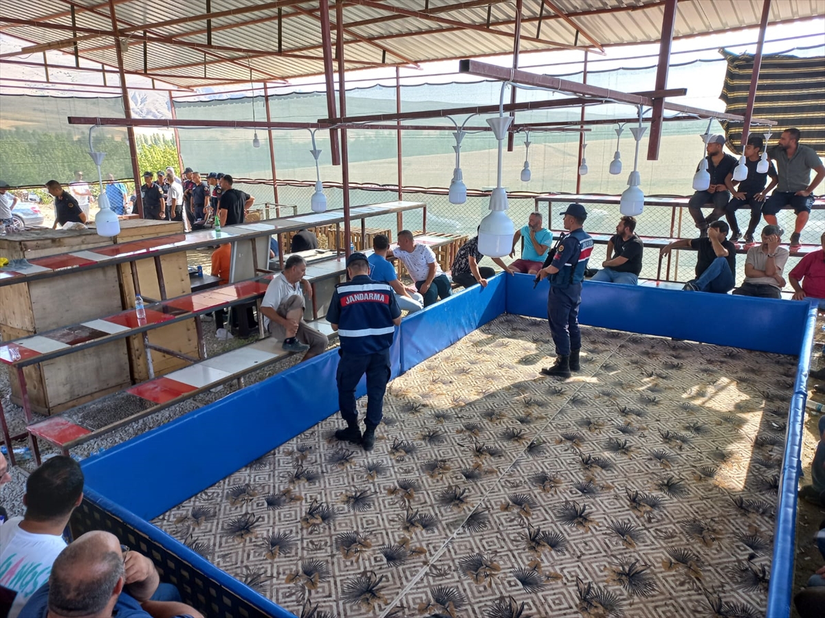 Niğde'de horoz dövüştüren 71 kişi gözaltına alındı