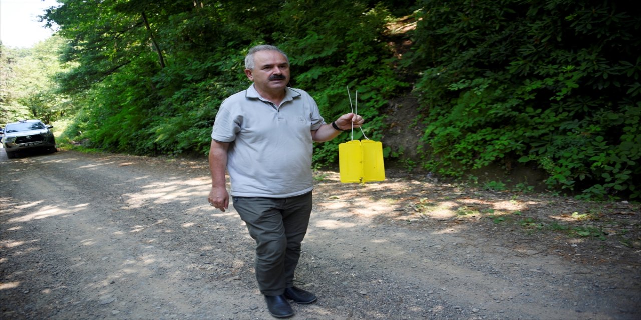 Kestane ağacı zararlısı "gal arısı"na karşı yapışkan tuzak: