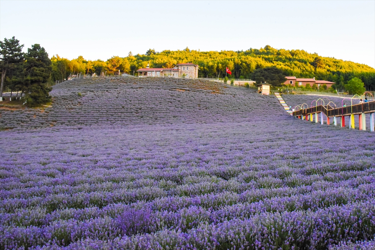 Bilecik'te kadın girişimcinin kurduğu lavanta bahçesi gün batımında ziyaretçilerini ağırlıyor