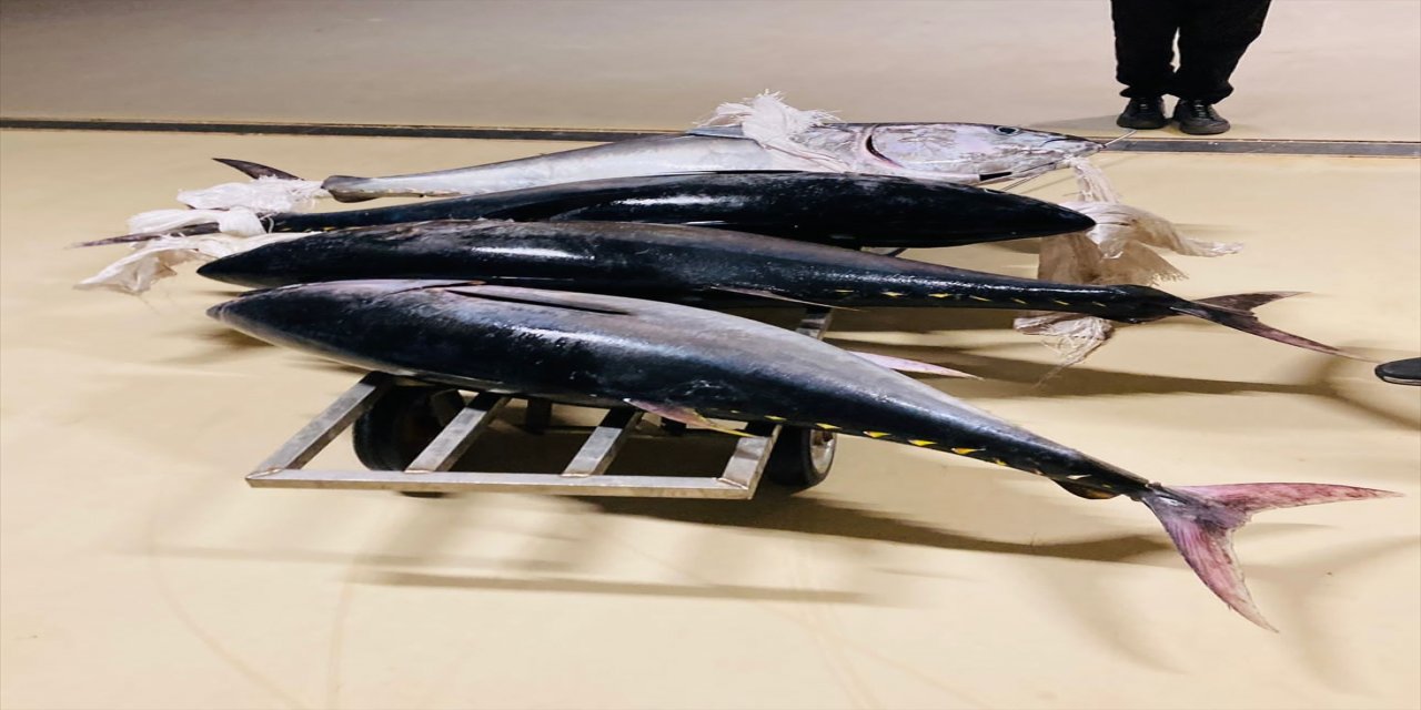 İstanbul'da kaçak balık avlayan kişiye 16 bin lira ceza kesildi.