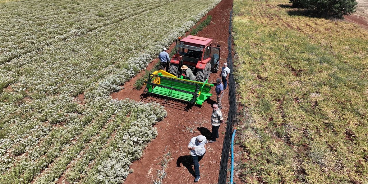 Konya'da ekilen kekiklerin hasadı başladı.