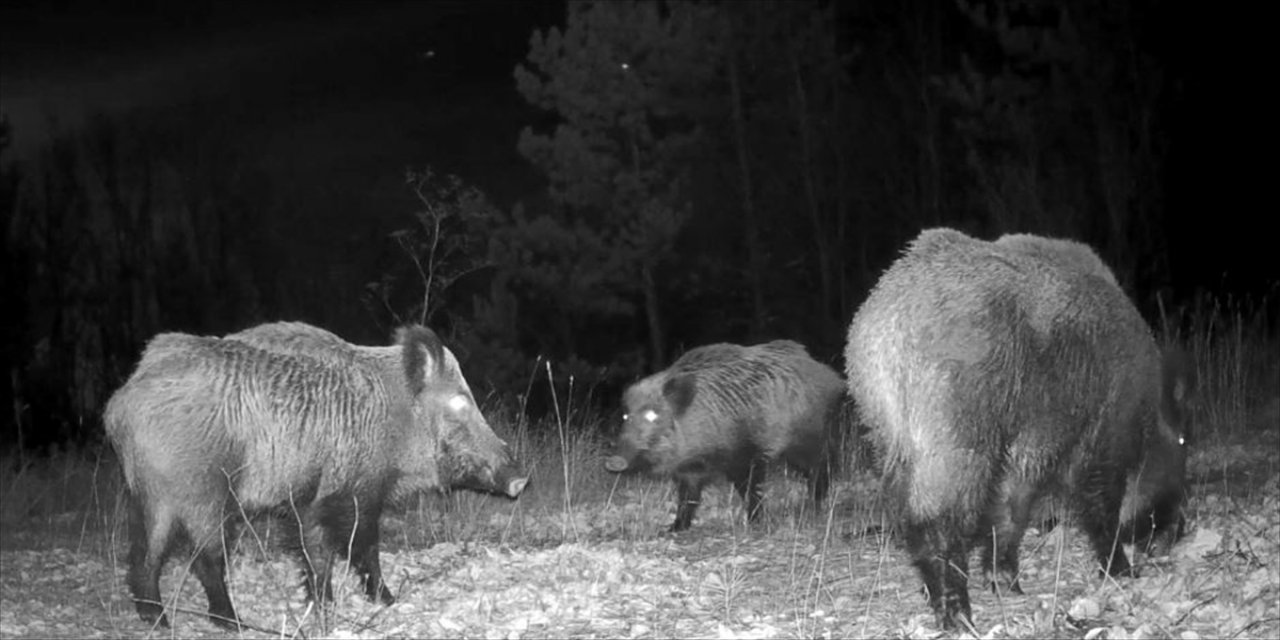 Kütahya’da yaban hayvanları fotokapanlarla görüntüledi