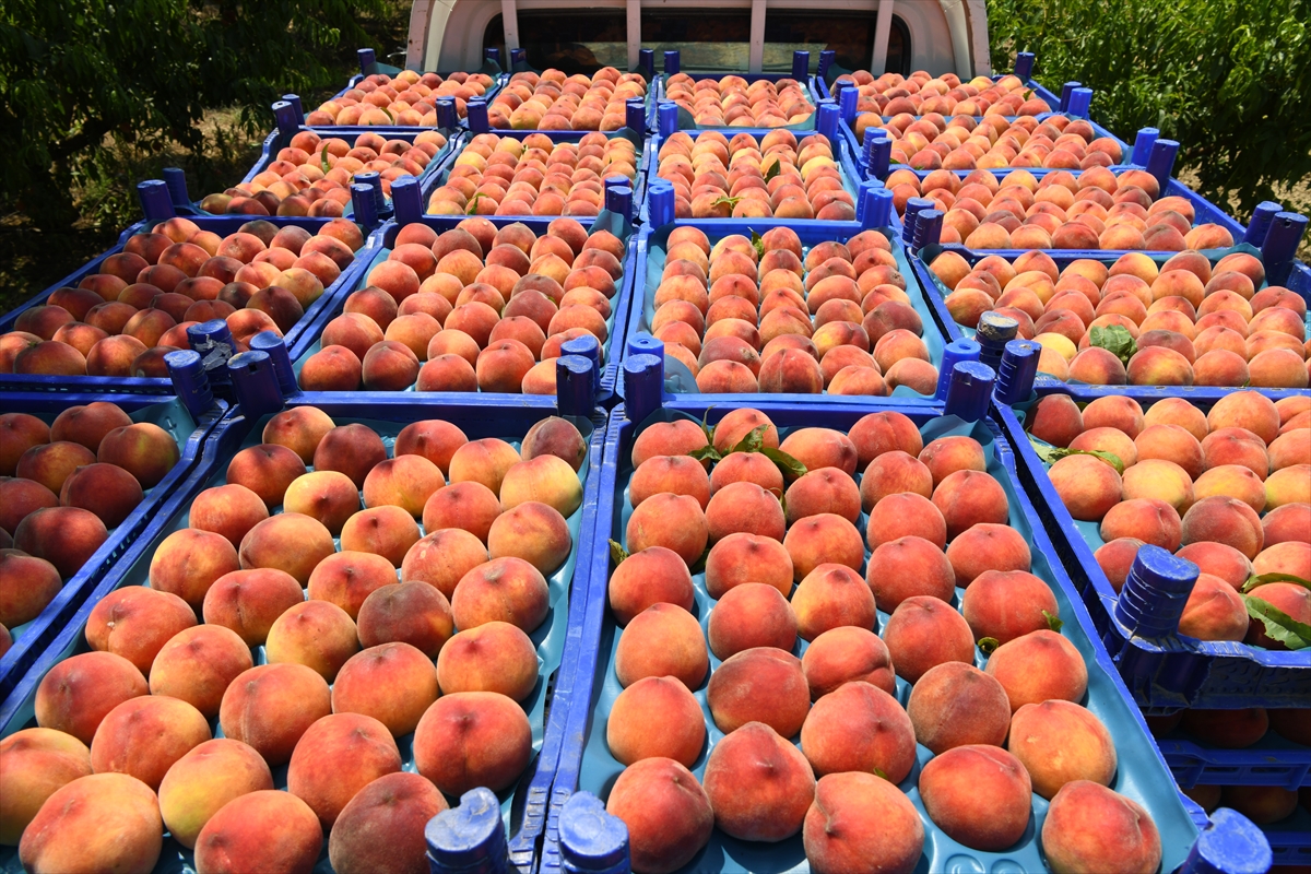 Coğrafi işaretli "Lapseki şeftalisi"nde ihracat ürünleri toplanmaya başlandı