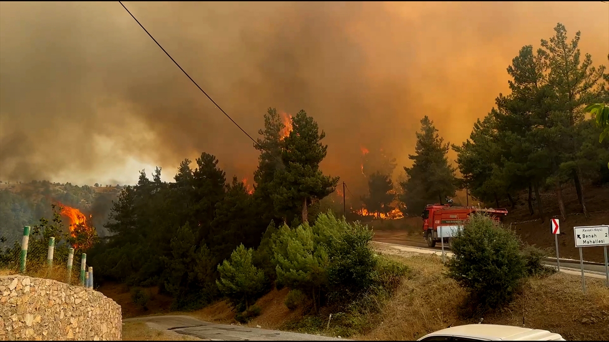 Kütahya Tavşanlı'da Orman yangını