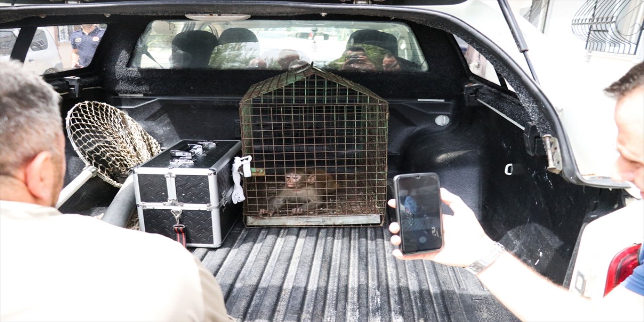 Bursa'da maymun paniği zor anlar yaşattı.