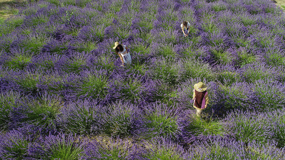 Van'da tıbbi ve aromatik bitkilerin hasadı yapıldı