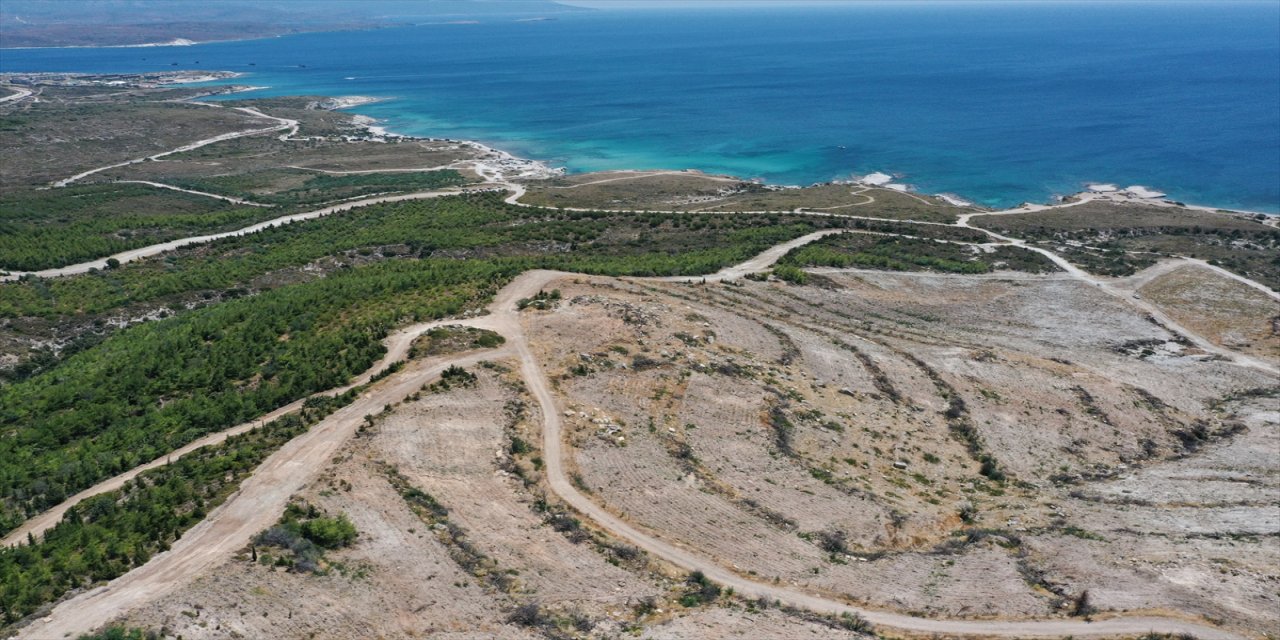 Çeşme'nin kıyıları, yanan alanlara sakız ağaçları dikiliyor.