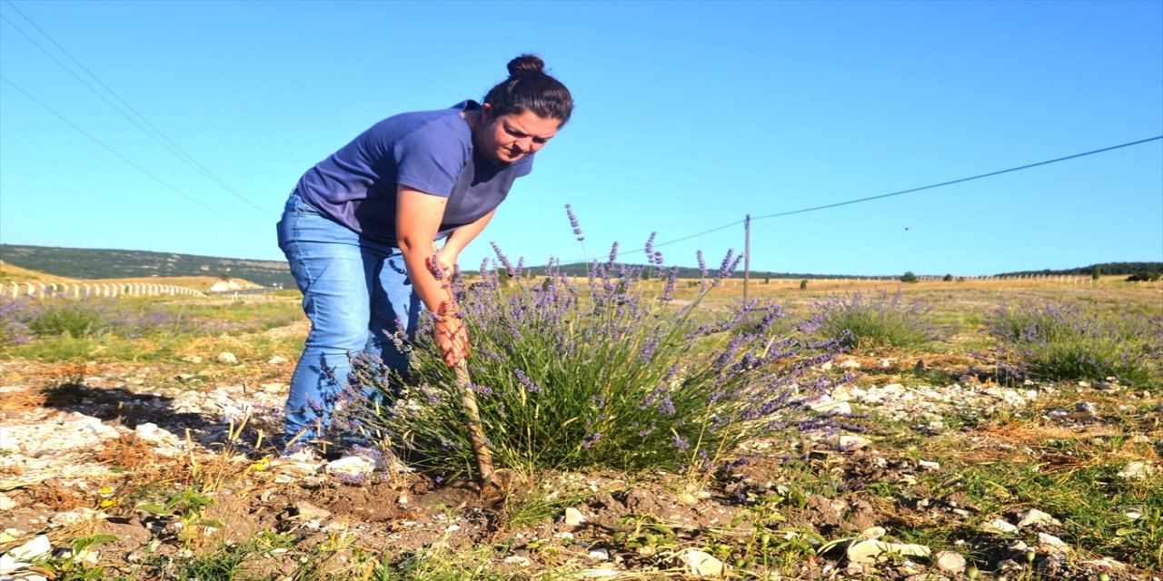 Ev kadını TKDK desteğiyle kıraç arazide lavanta yetiştiriyor.
