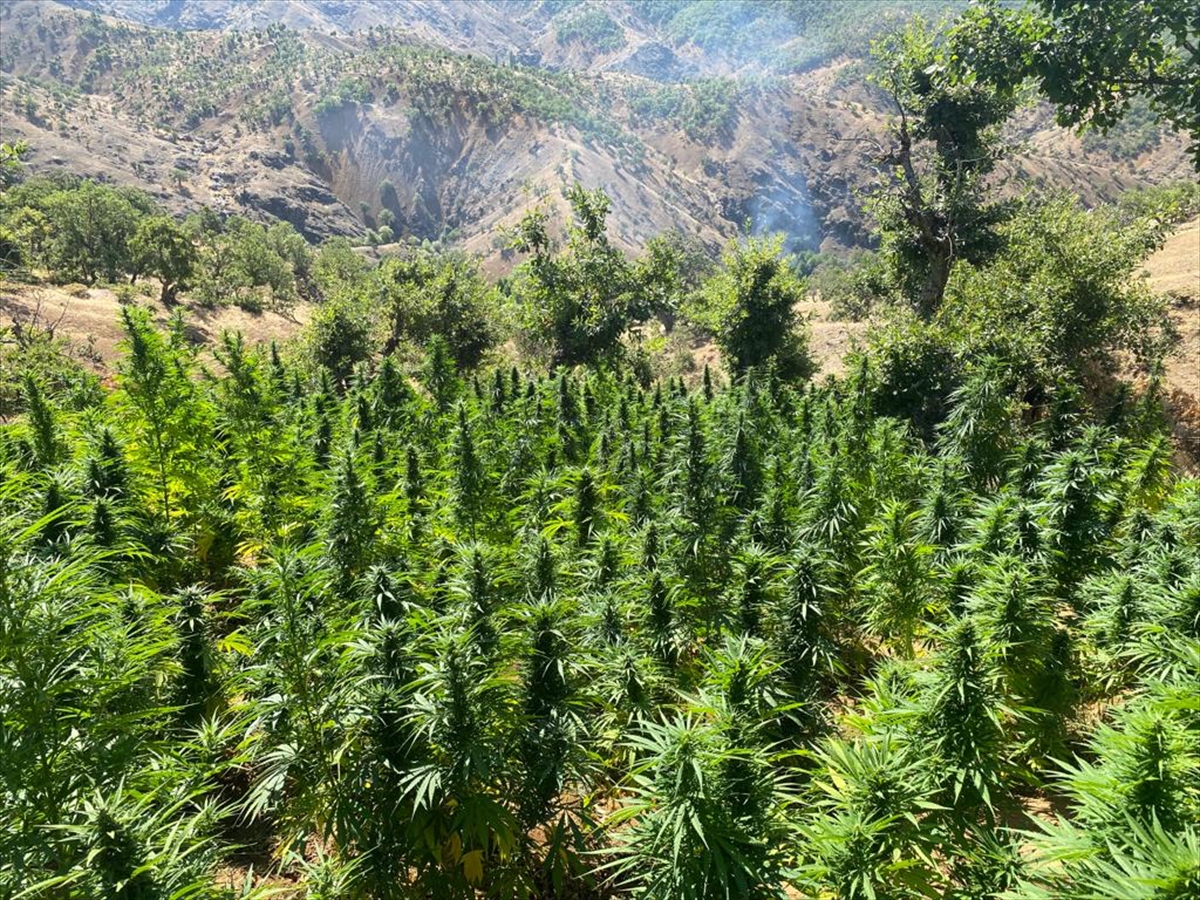 Bingöl’de narkotik operasyonu