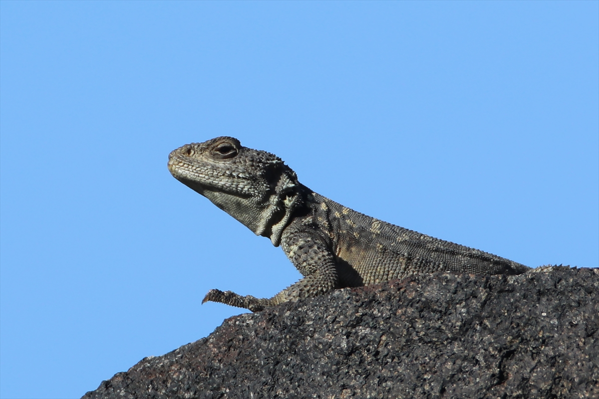 Ağrı Dağı etrafında 31 çeşit sürüngen ve amfibi türü yaşamakta